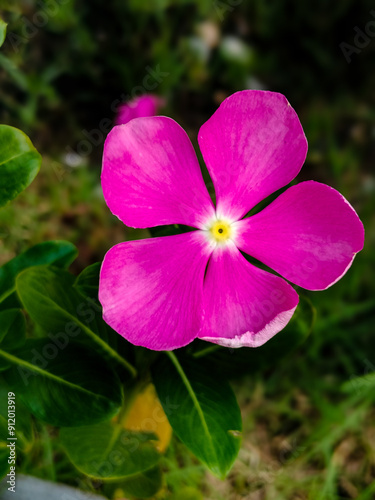 flowers and petals