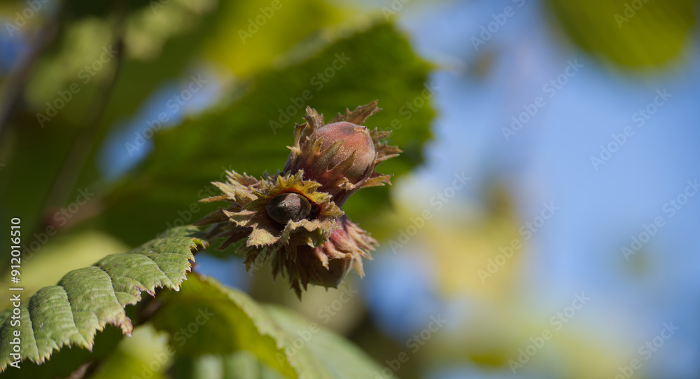 Close-up of a hazelnut growing on a tree in a sunny environment with blue sky background Close-up of a hazelnut growing on a tree in a sunny environment with blue sky background