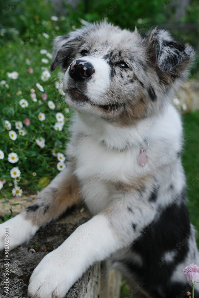 Adorable puppy standing at wall Adorable puppy standing at wall