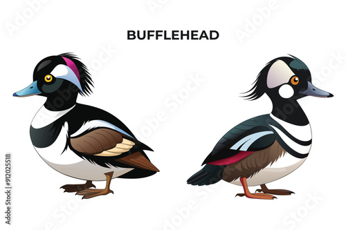 Beautiful Bufflehead bird on white background vector illustration 