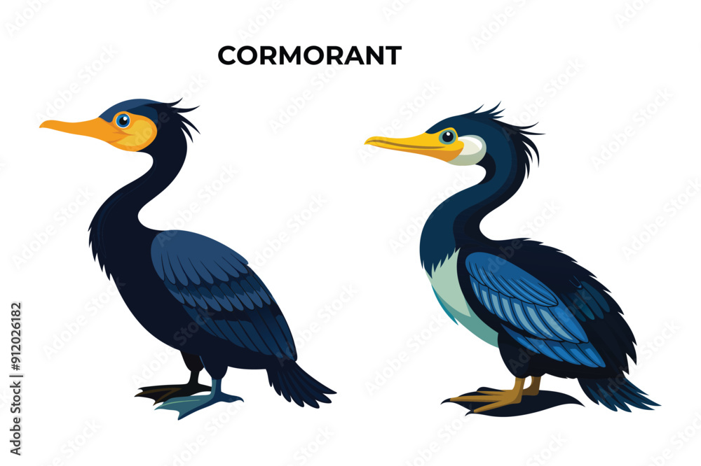 Beautiful Cormorant bird on white background vector illustration Beautiful Cormorant bird on white background vector illustration