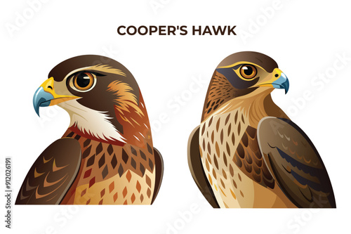 Beautiful Cooper's Hawk bird on white background vector illustration 