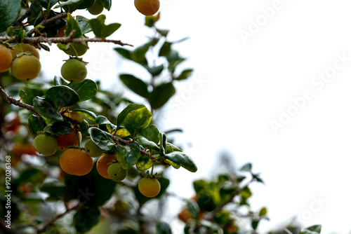 planta de cereza china con cielio blanco, espacio para copi  photo