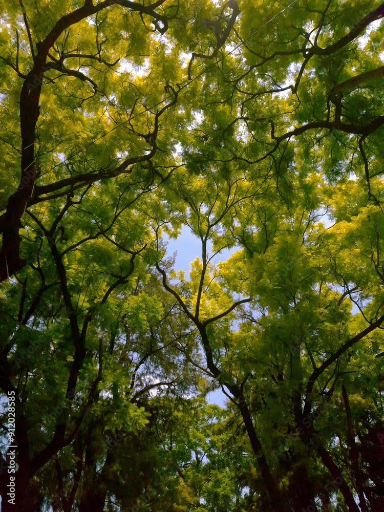 Fototapeta premium Arboles 