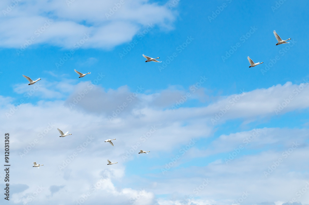 Obraz premium 【野鳥・白鳥】白鳥の越冬。力強く飛ぶ白鳥 