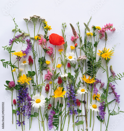 Small field meadow