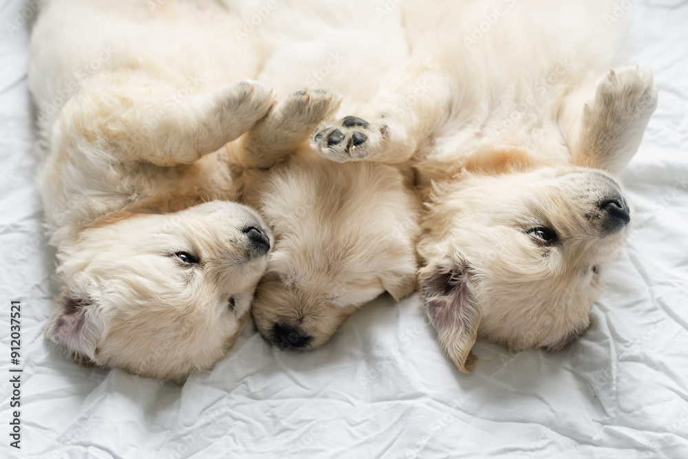 5 week old golden retriever puppies 5 week old golden retriever puppies