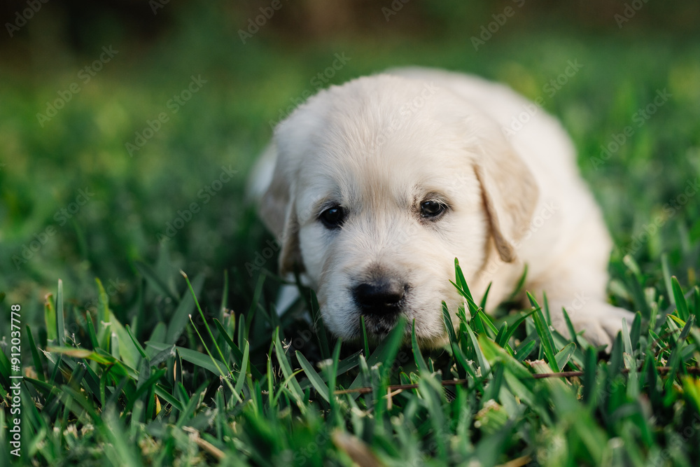 5 week old golden retriever puppy on grass 5 week old golden retriever puppy on grass