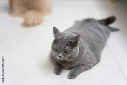 British Shorthair cats resting on indoor floor, chubby cat with a mischievous expression