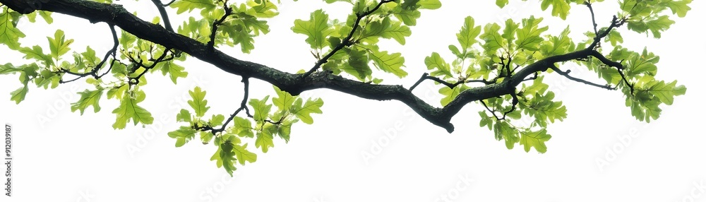 Capture a detailed close-up of an oak tree branch with fresh green leaves against a pristine white background. Capture a detailed close-up of an oak tree branch with fresh green leaves against a pristine white background.