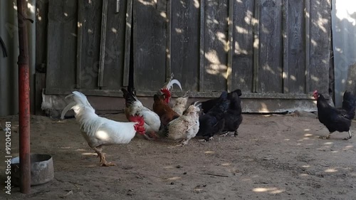 Chickens roaming free in a poultry yard on the clountryside, Poultry yard, feeding birds, chickens. photo