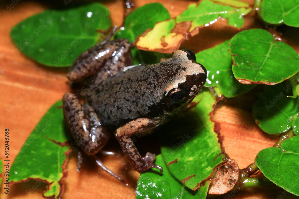 Fototapeta premium Small brown frog on a green leaf in the rainforest