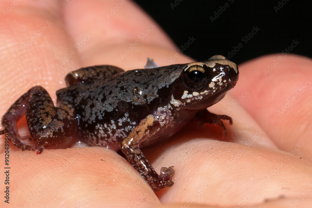 Obraz premium Small brown frog on a green leaf in the rainforest
