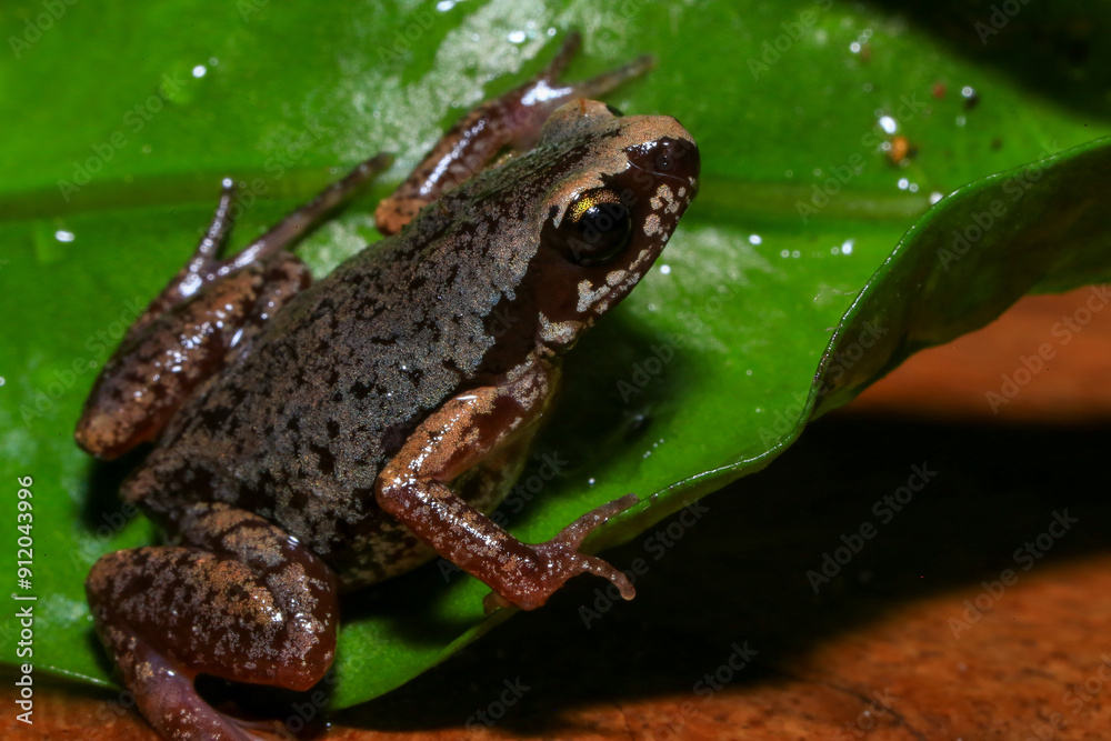 Small brown frog on a green leaf in the rainforest Small brown frog on a green leaf in the rainforest