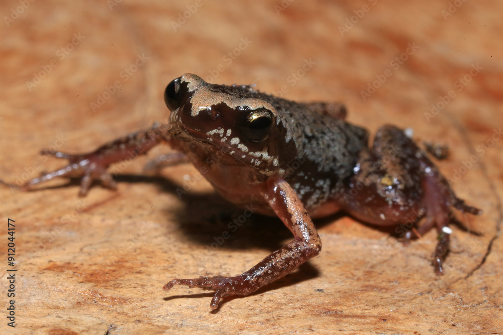 Obraz premium Small brown frog on a green leaf in the rainforest