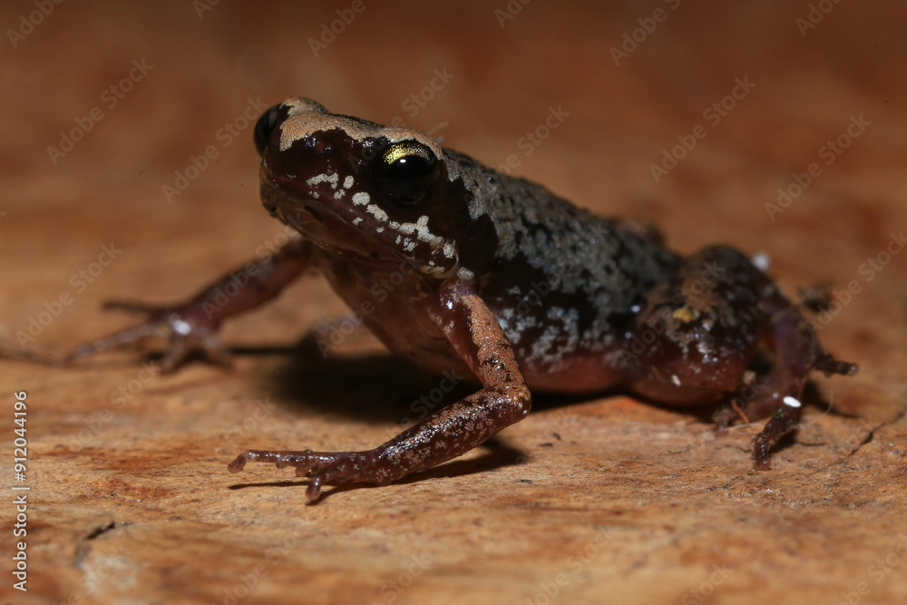 Small brown frog on a green leaf in the rainforest Small brown frog on a green leaf in the rainforest