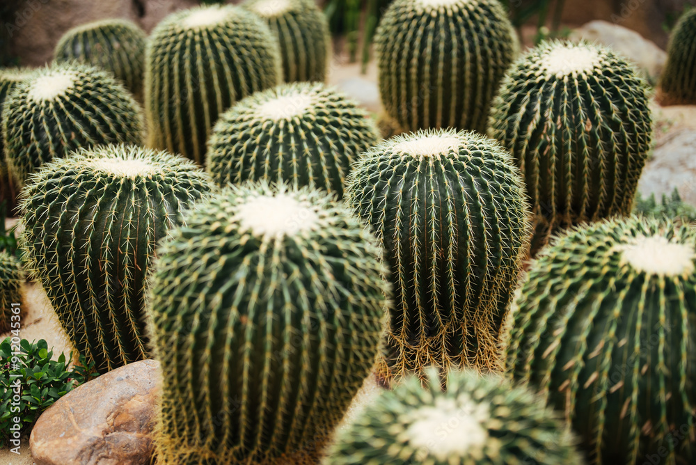 Cluster of Round Barrel Cacti Cluster of Round Barrel Cacti