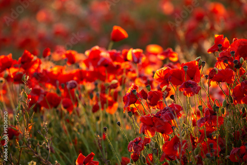 A field of poppies backlit by the rising sun.