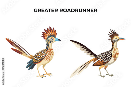 Beautiful Greater Roadrunner on white background vector illustration 