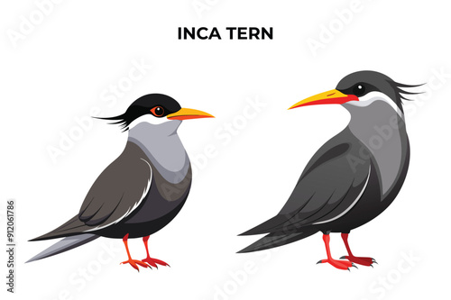 Beautiful Inca Tern on white background vector illustration 
