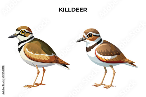 Beautiful Killdeer on white background vector illustration