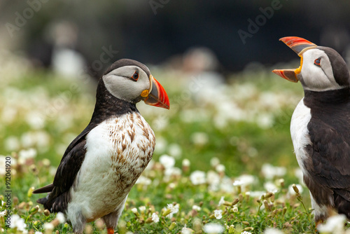 A muddy puffin being shouted at by another puffin. photo