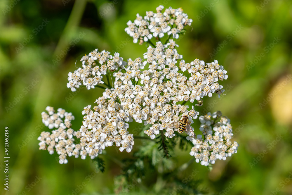 Achillea millefolium, yarrow or common yarrow, is a flowering plant in the family Asteraceae. Denali Viewpoint South, Alaska Achillea millefolium, yarrow or common yarrow, is a flowering plant in the family Asteraceae. Denali Viewpoint South, Alaska