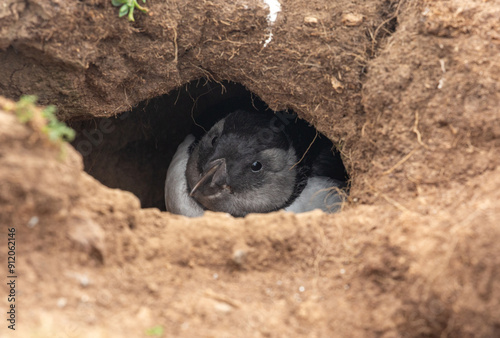 A puffling in its burrow photo