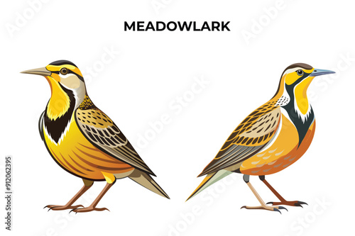 Beautiful Meadowlark on white background vector illustration