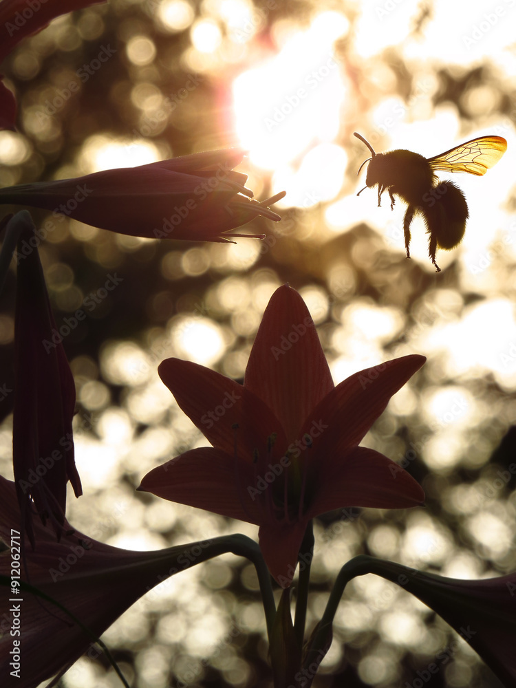 Bumble bee Silhouette