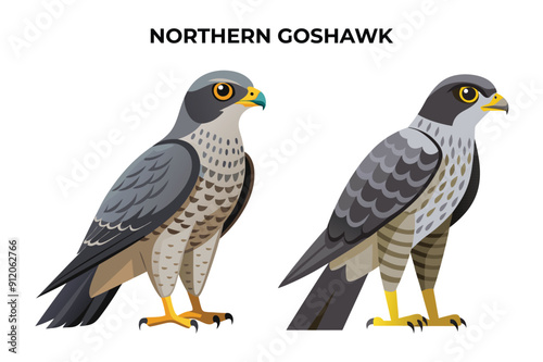 Beautiful Northern Harrier on white background vector illustration