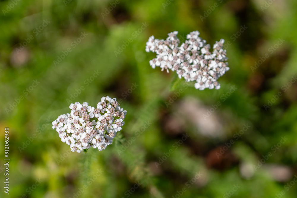 Achillea millefolium, yarrow or common yarrow, is a flowering plant in the family Asteraceae. Denali Viewpoint South, Alaska Achillea millefolium, yarrow or common yarrow, is a flowering plant in the family Asteraceae. Denali Viewpoint South, Alaska