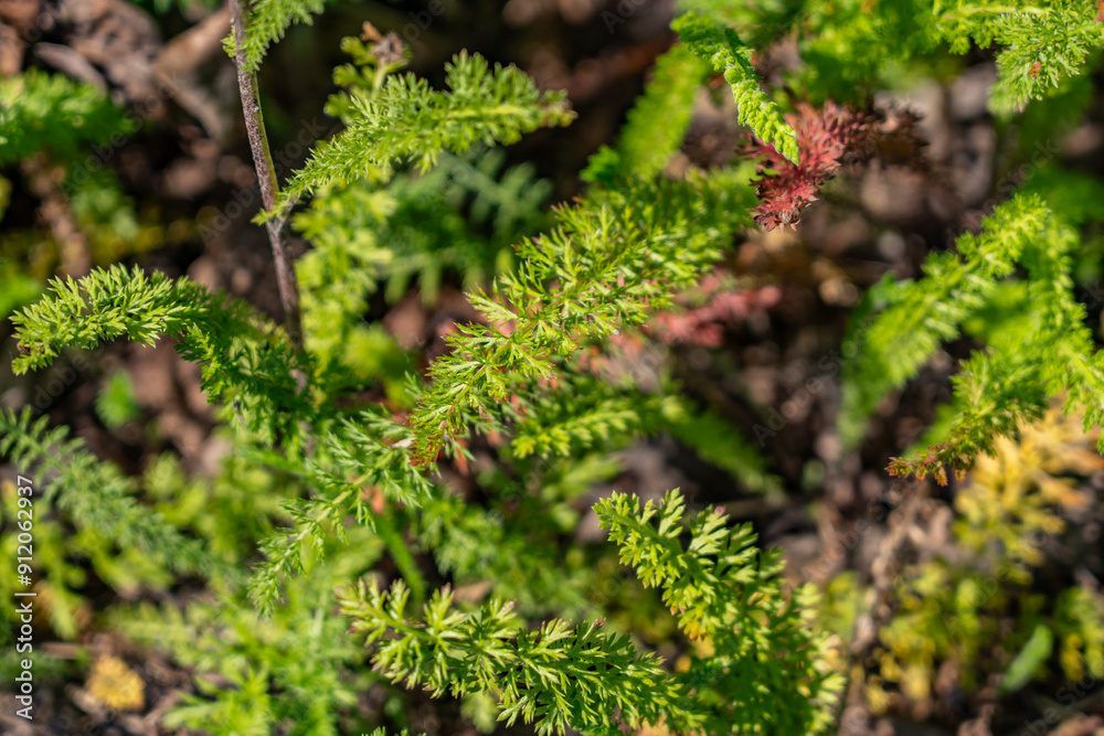 Achillea millefolium, yarrow or common yarrow, is a flowering plant in the family Asteraceae. Denali Viewpoint South, Alaska Achillea millefolium, yarrow or common yarrow, is a flowering plant in the family Asteraceae. Denali Viewpoint South, Alaska