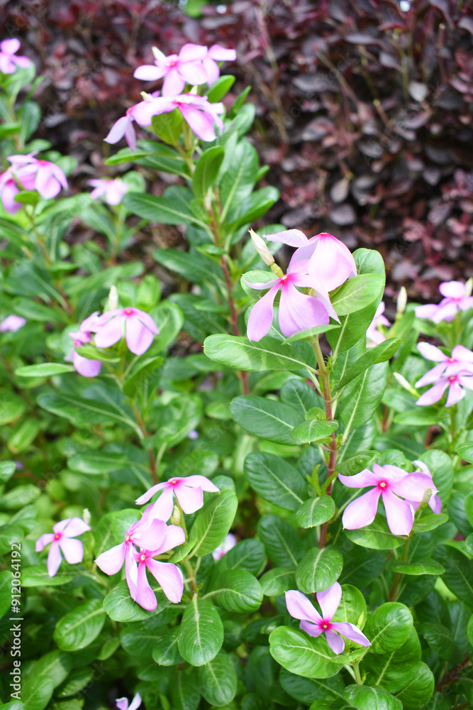 Close-up view of purple madagascar periwinkle, The scientific name is Catharanthus roseus, purple periwinkle flower closeup, Cape Periwinkle, Graveyard plant, Madagascar Periwinkle, Old Maid, closeup Close-up view of purple madagascar periwinkle, The scientific name is Catharanthus roseus, purple periwinkle flower closeup, Cape Periwinkle, Graveyard plant, Madagascar Periwinkle, Old Maid, closeup