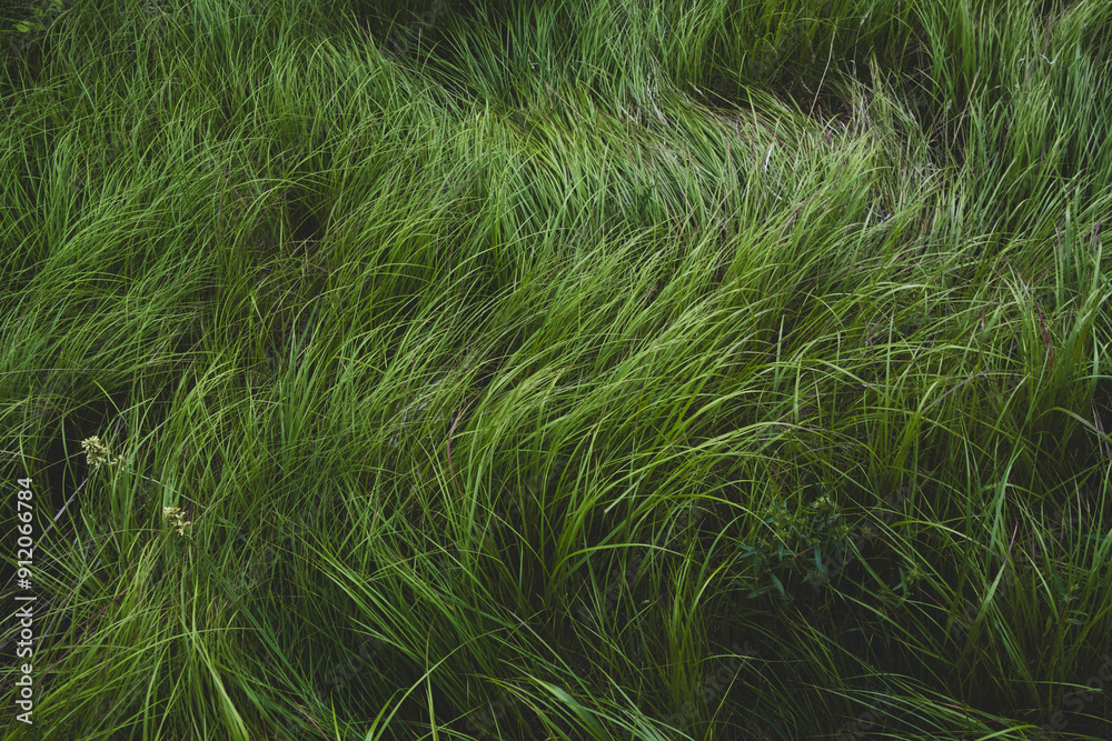Close up of windswept wild grasses in summer Close up of windswept wild grasses in summer