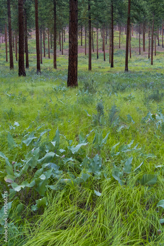 Ponderosa pine forest and grassland photo