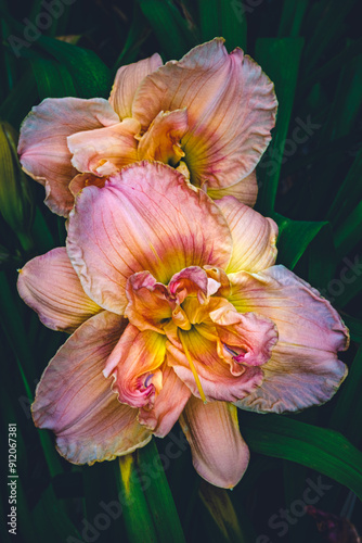 multicolored daylilys