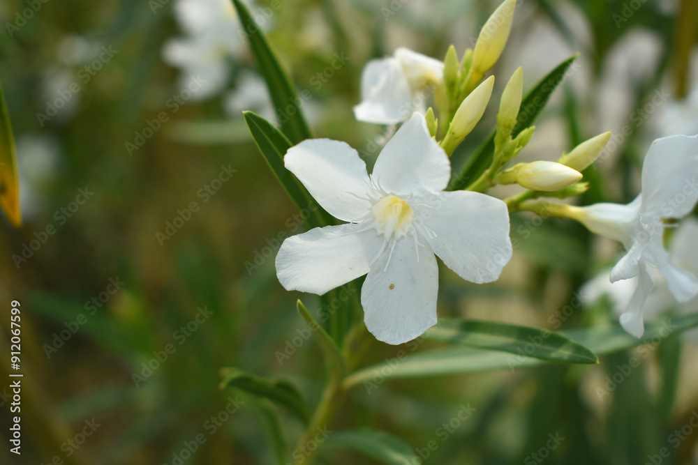 Obraz premium Nerium oleander in bloom, White siplicity bunch of flowers and green leaves on branches, Nerium Oleander shrub white flowers, ornamental shrub branches in daylight, bunch of flowers closeup