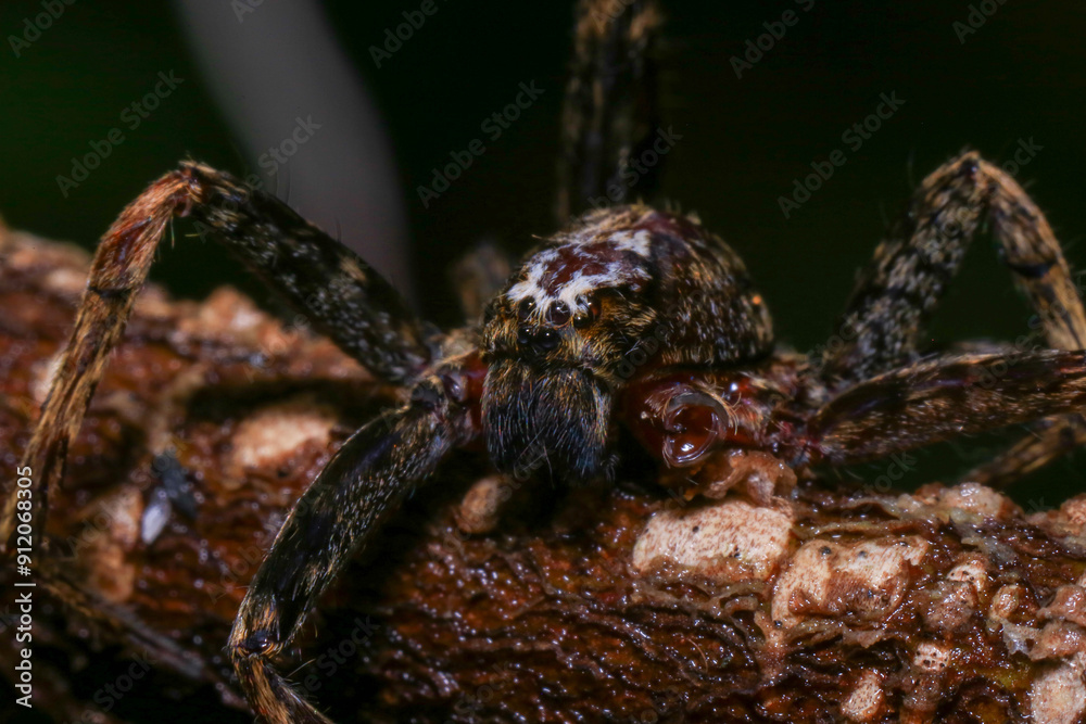 jumping spider on a branch in the rainforest jumping spider on a branch in the rainforest