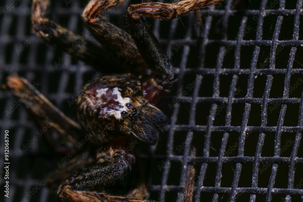 jumping spider on a branch in the rainforest jumping spider on a branch in the rainforest