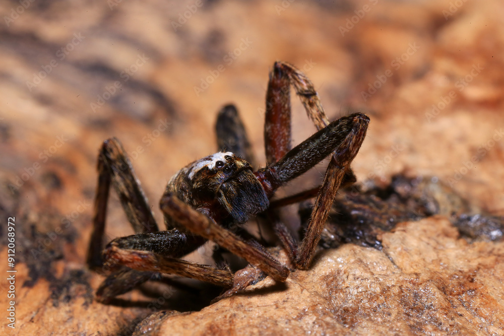 Fototapeta premium jumping spider on a branch in the rainforest