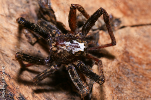 jumping spider on a branch in the rainforest 