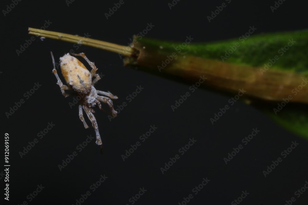 Naklejka premium jumping spider on a branch in the rainforest 