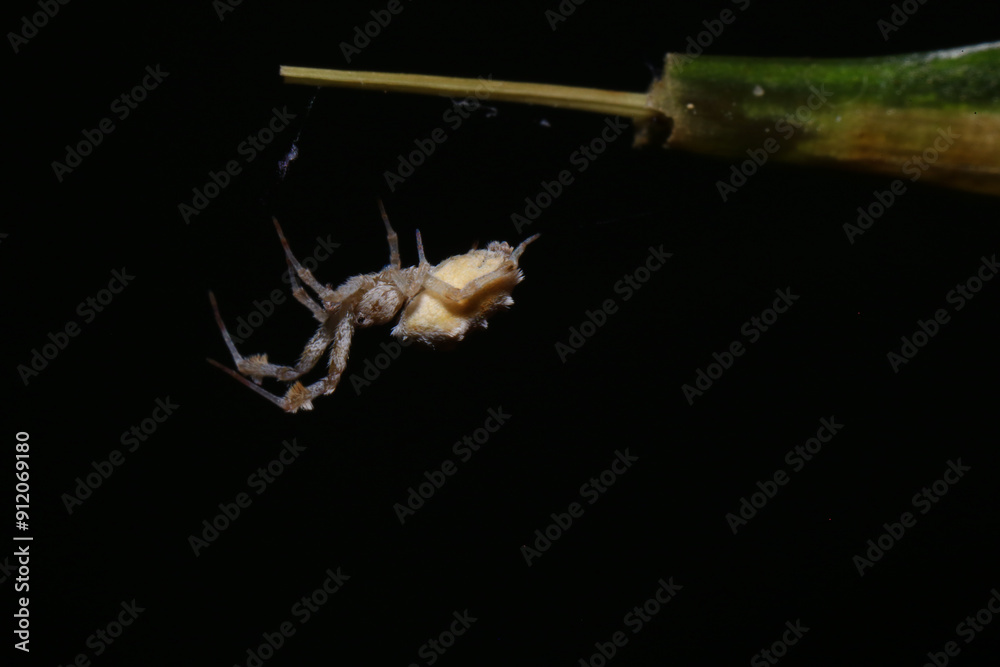 Naklejka premium jumping spider on a branch in the rainforest 