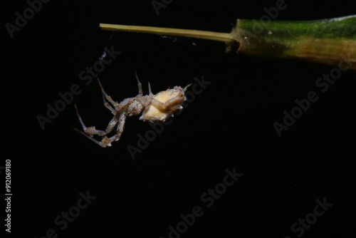 jumping spider on a branch in the rainforest 