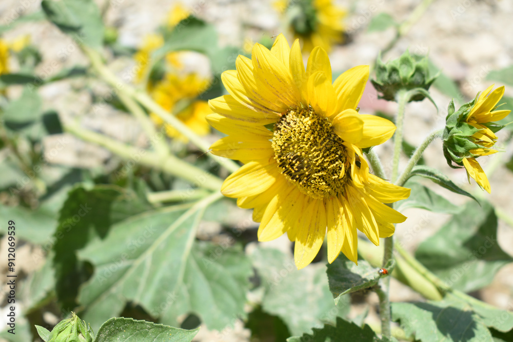 Closeup of a sunflower growing in a field of sunflowers during a nice sunny summer day, Sunflower natural background. flower blooming, Beautiful field of blooming sunflowers, Chakwal, Punjab, Pakistan Closeup of a sunflower growing in a field of sunflowers during a nice sunny summer day, Sunflower natural background. flower blooming, Beautiful field of blooming sunflowers, Chakwal, Punjab, Pakistan