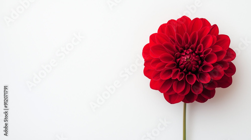 red dahlia flower isolated on a white background, copy space, AI-generated
