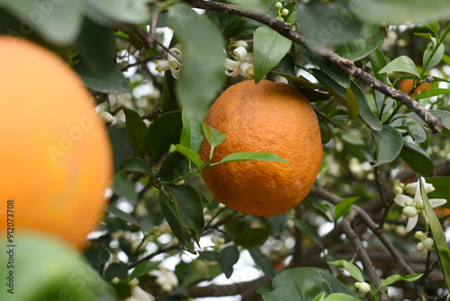 ripe oranges on tree, close-up of a beautiful orange tree with orange, fruit hanging on a tree, Close-up of ripe oranges hanging on a tree in an orange plantation garden, Chakwal, Punjab, Pakistan