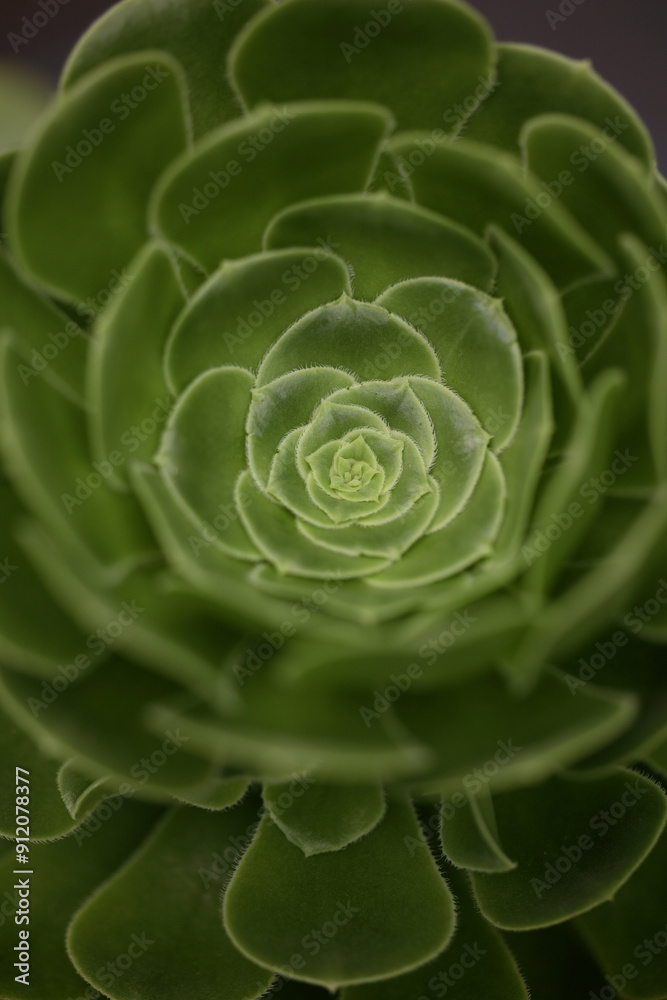 Green aeonium rosette Green aeonium rosette
