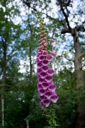 Foxglove flower stalk in bloom photo